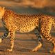 Cheetah_Kruger_Fast_Secure