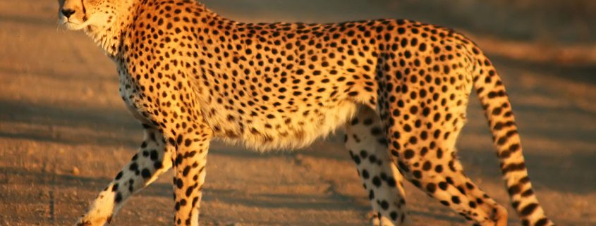 Cheetah_Kruger_Fast_Secure