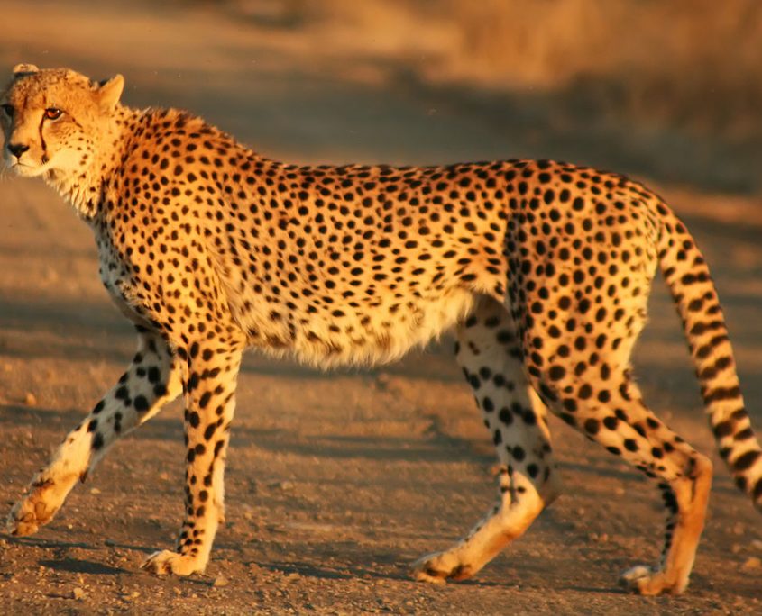 Cheetah_Kruger_Fast_Secure